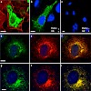 biel_eurjphysiol_09_500.100x0.jpg