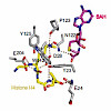 cipsm_imho_hornung_kmt9_monomethylates_histone_h4_lysine_12_and_controls_proliferation_of_prostate_cancer_cells_550.100x0.jpg